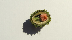 Chaetocarpus myrsinites