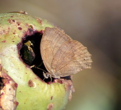 Pindis squamistriga