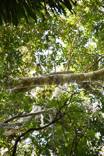 Anacardium giganteum, photograph 2
