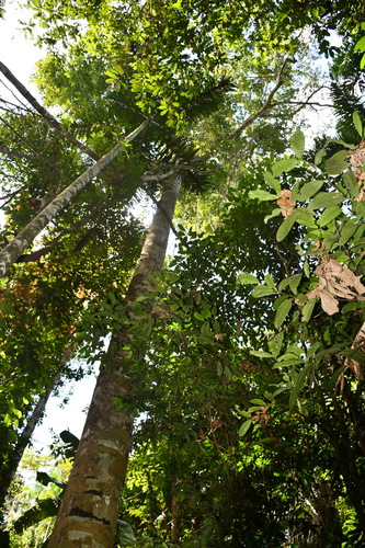 Image of Anacardium giganteum by (c) Vincent A. Vos, some rights reserved (CC BY)