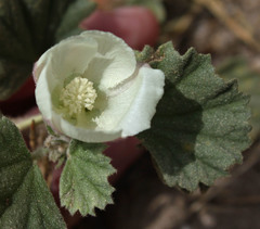 Malvella leprosa