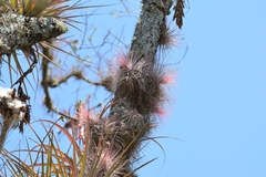 Tillandsia magnusiana, photograph (c) Neptalí Ramírez Marcial, some rights reserved (CC BY)