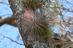 Tillandsia magnusiana, photograph (c) Neptalí Ramírez Marcial, some rights reserved (CC BY)