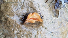 Cryptoconchus porosus