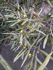 Acacia confusa