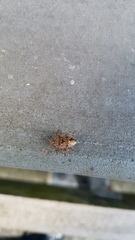 Cermatulus nasalis nasalis