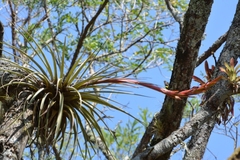 Tillandsia rodrigueziana