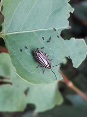 Disonycha bicarinata