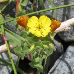 Camissoniopsis robusta