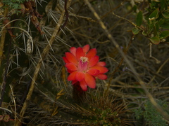 Borzicactus sepium