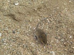 Oligoryzomys longicaudatus