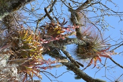 Tillandsia polystachia