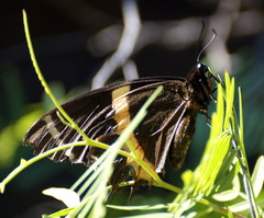 Papilio garamas garamas
