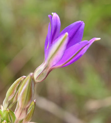 Brodiaea filifolia