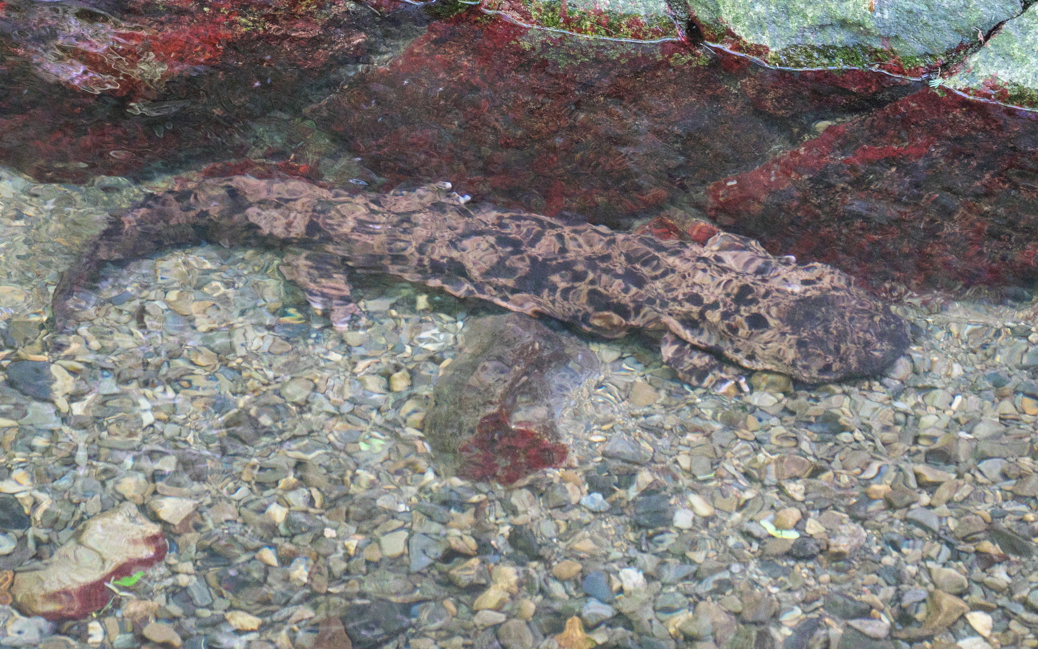Andrias japonicus (Temminck, 1836)