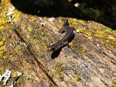 Plethodon wehrlei