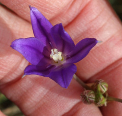 Brodiaea filifolia