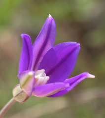 Brodiaea filifolia