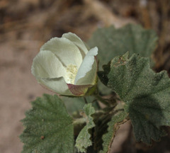 Malvella leprosa