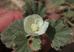 Malvella leprosa