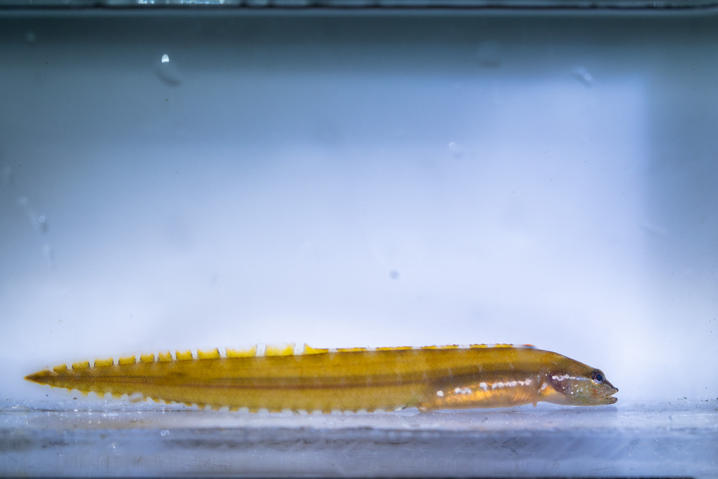 Kissing Eelpout