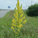 Verbascum × schiedeanum - Photo (c) Nicolas Schwab, some rights reserved (CC BY-NC), uploaded by Nicolas Schwab