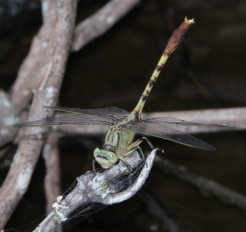 Jade Clubtail photo 4
