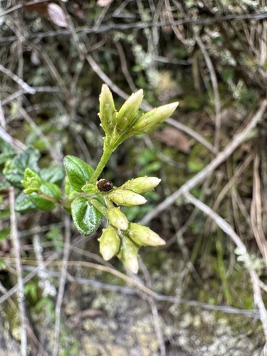 Chromolaena bullata (Chromolaena bullata)