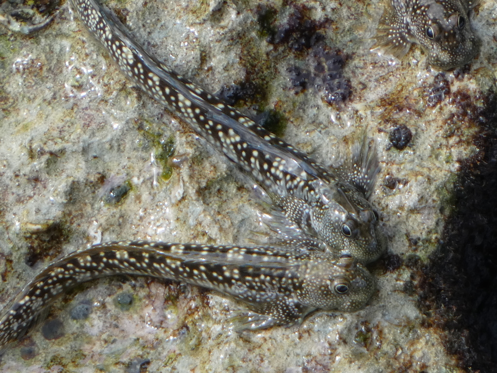 Amphibian Lipsucker