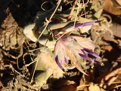 Tillandsia seleriana