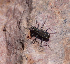 Cicindela sedecimpunctata
