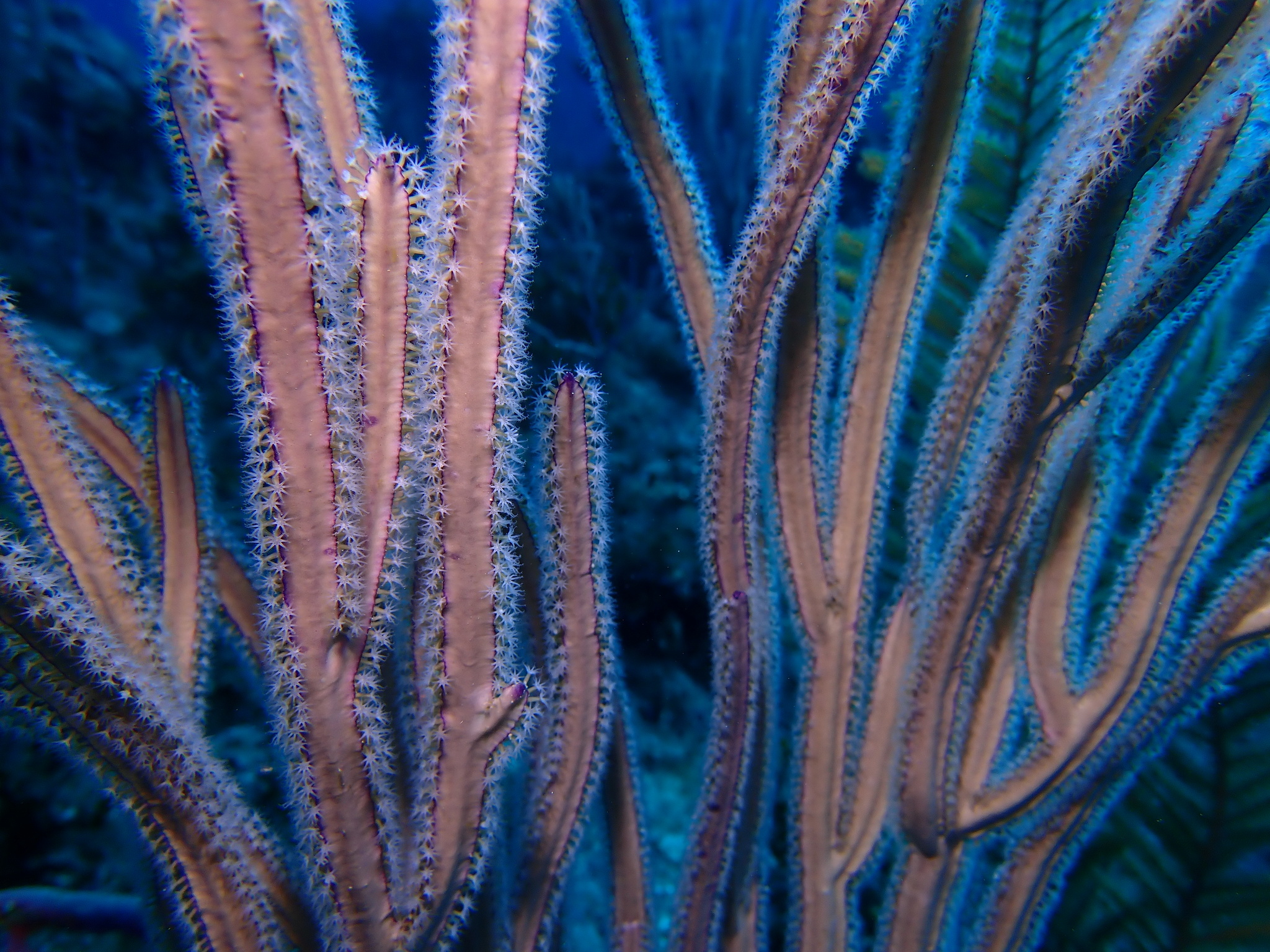 Pterogorgia anceps (Pallas, 1766)