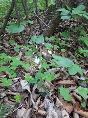 Pseudostellaria sylvatica