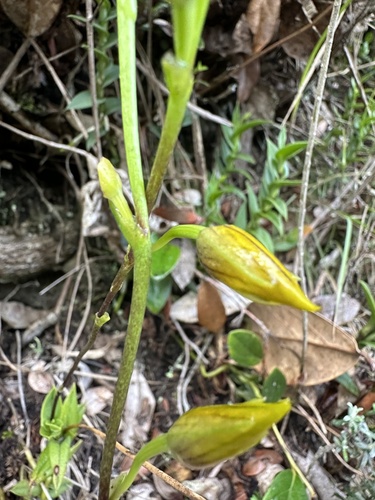 Telipogon nervosus, photograph 5