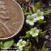 Plagiobothrys scouleri - Photo (c) mtash, algunos derechos reservados (CC BY-NC), subido por mtash