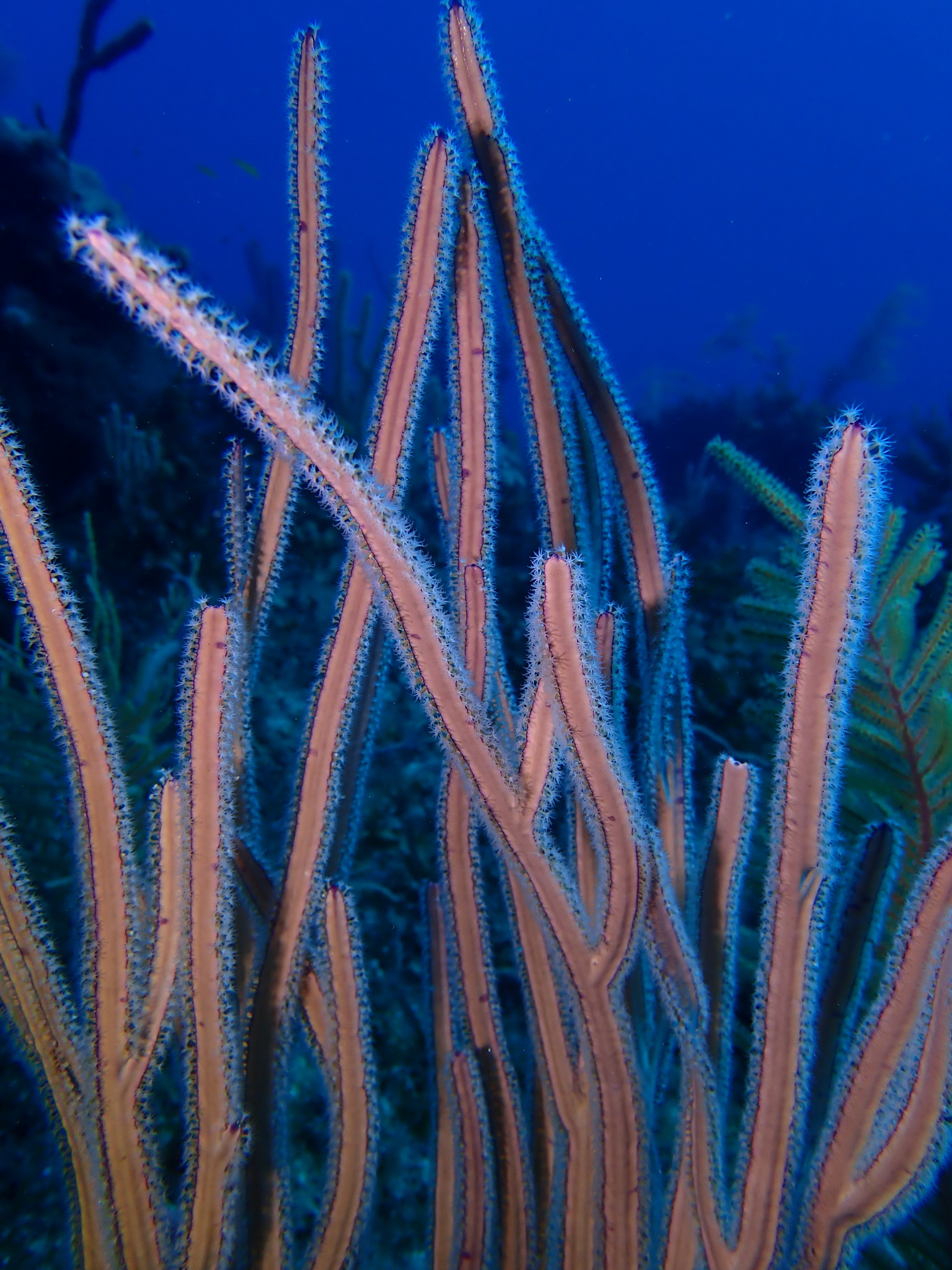 Pterogorgia anceps (Pallas, 1766)
