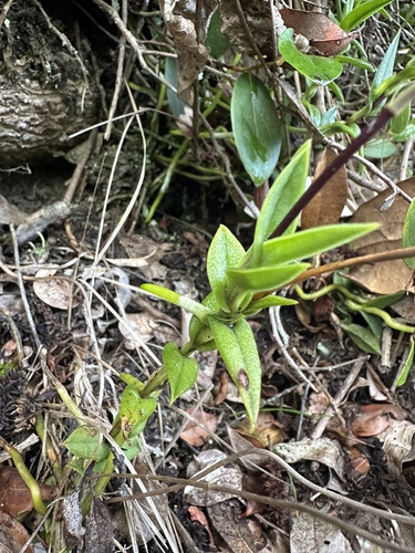 Telipogon nervosus, photograph 6