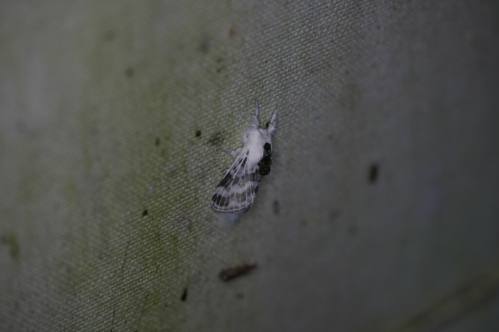 Large Tolype Moth from Vernon Parish, LA, USA on June 9, 2024 at 04:35 ...