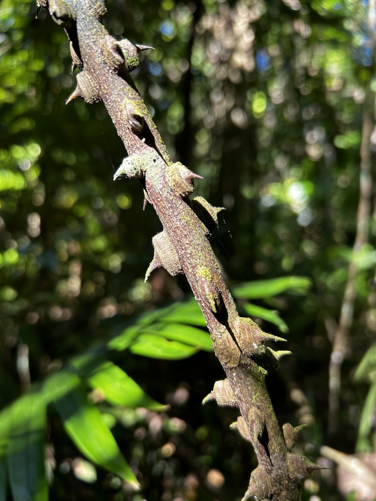 Shiny-leaved Prickly Ash from Wongaling Beach, QLD, AU on June 10, 2024 ...