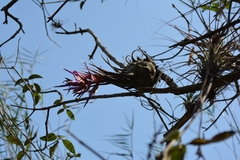 Tillandsia seleriana