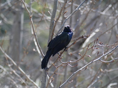 Quiscalus quiscula versicolor