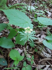 Eranthis stellata