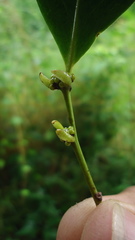 Chaetocarpus myrsinites