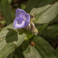 Tradescantia subaspera
