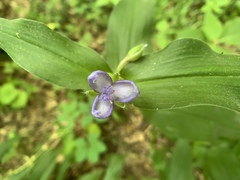 Tradescantia subaspera