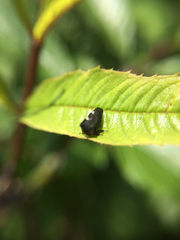 Enchenopa quadricolor