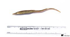 Syngnathus scovelli