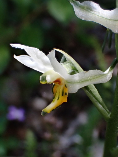 Image of Gavilea longibracteata by (c) Nolan Exe, some rights reserved (CC BY)