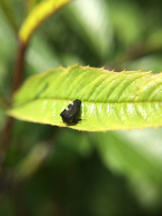Enchenopa quadricolor
