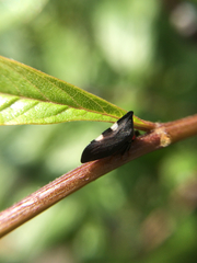 Enchenopa quadricolor